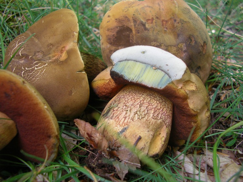 Boletus
