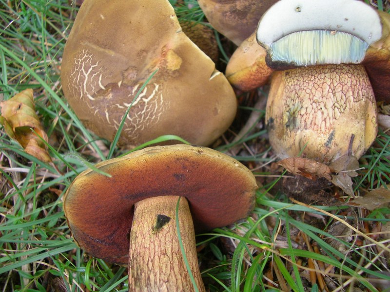 Boletus