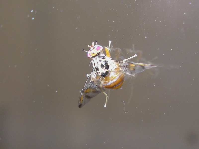 Ceratitis capitata (Tephritidae).