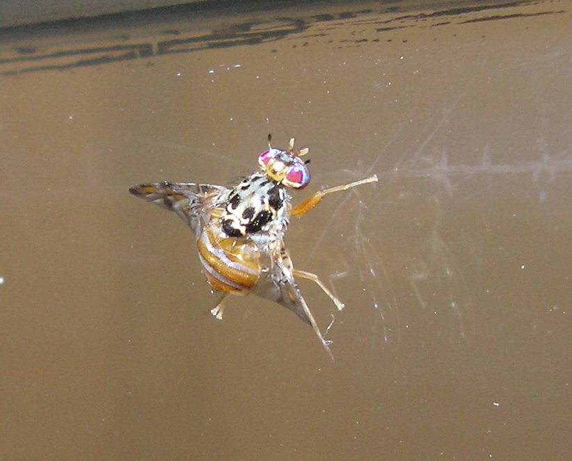 Ceratitis capitata (Tephritidae).