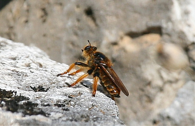Asilide da identificare