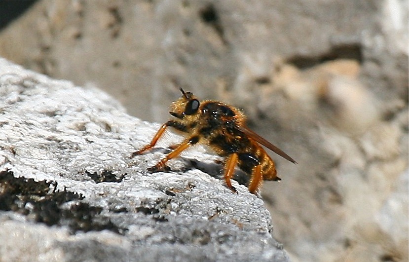 Asilide da identificare