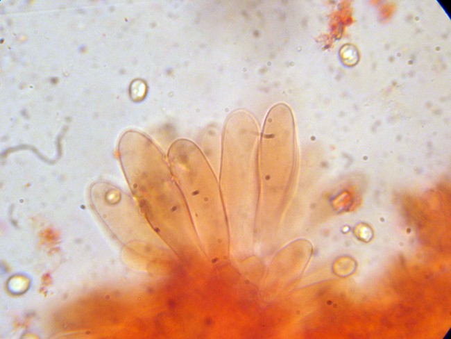 Pluteus secc. Hispidoderma (cfr. P. semibulbosus)