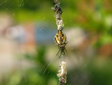 Argiope bruennichi