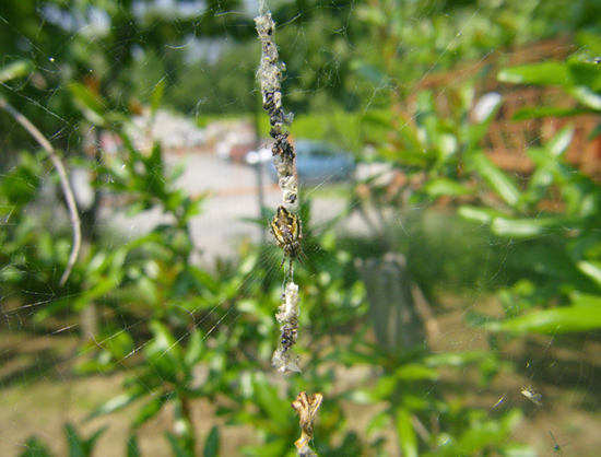 Argiope bruennichi