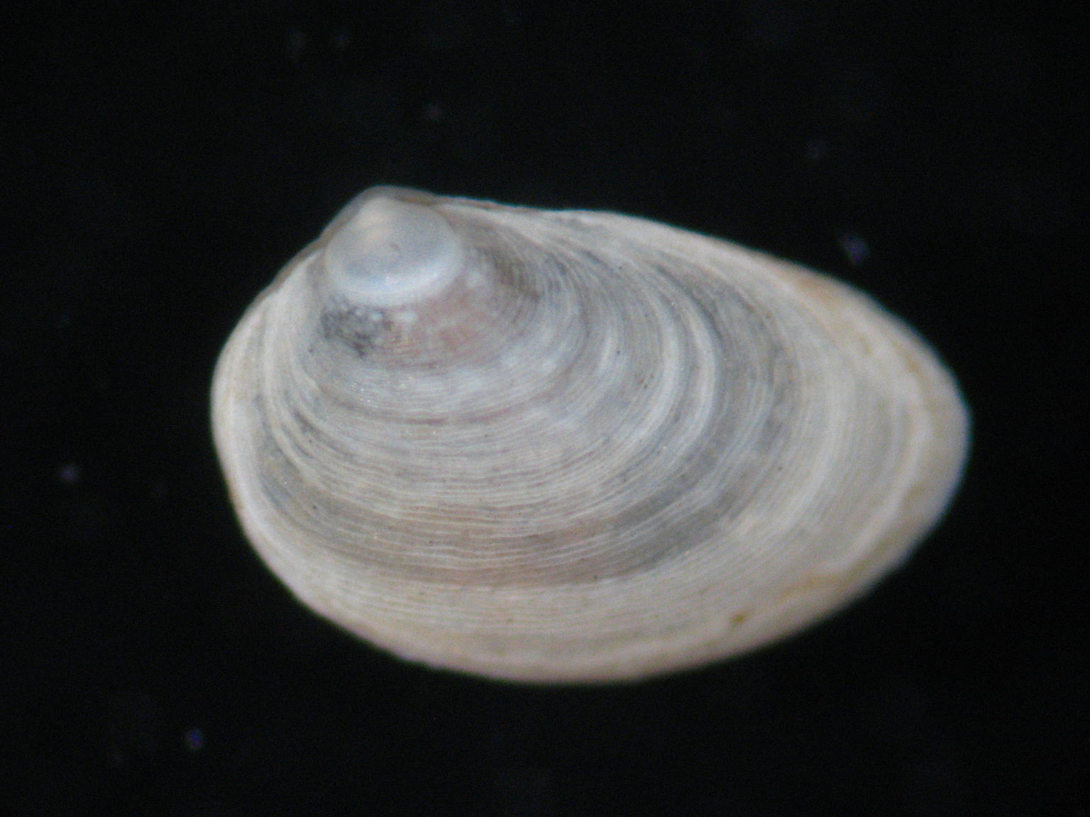 Coracuta obliquata