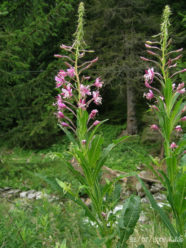 Chamaenerion angustifolium (=Epilobium angustifolium) / Garofanino maggiore
