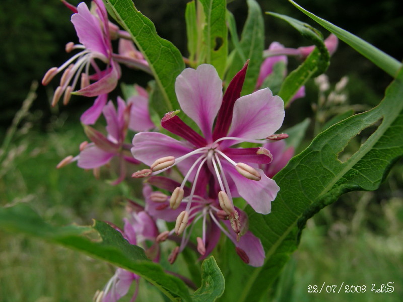 Chamaenerion angustifolium (=Epilobium angustifolium) / Garofanino maggiore