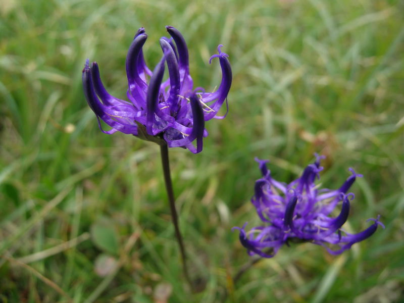 Da determminare: Alpe Angeloga - Phyteeuma sp.