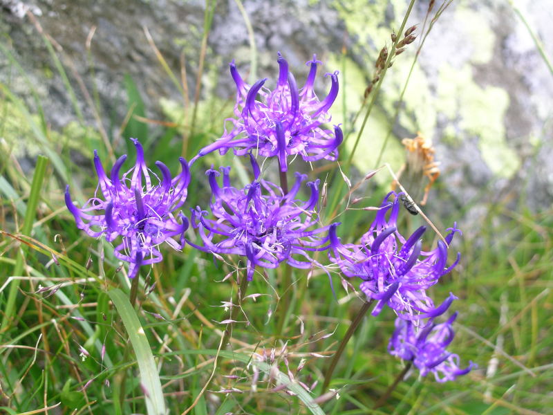 Da determminare: Alpe Angeloga - Phyteeuma sp.