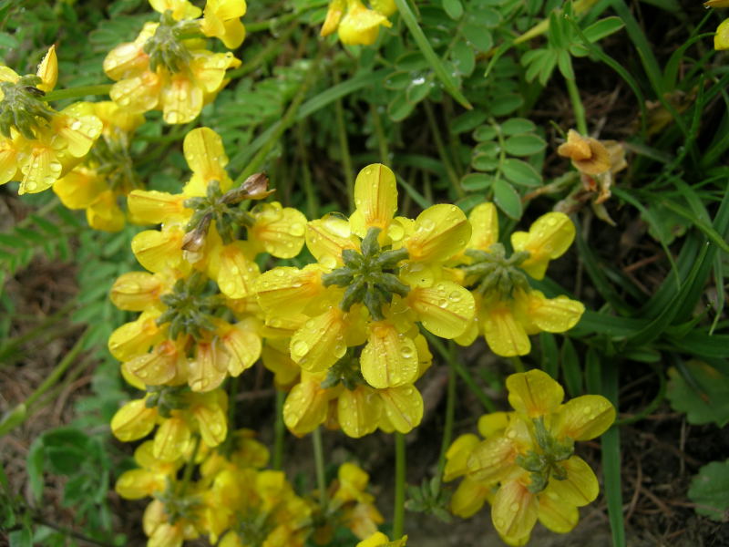 Hippocrepis comosa / Sferracavallo comune
