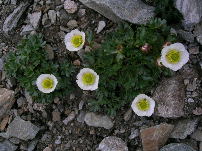 Ranunculus glacialis / Ranuncolo dei ghiacciai