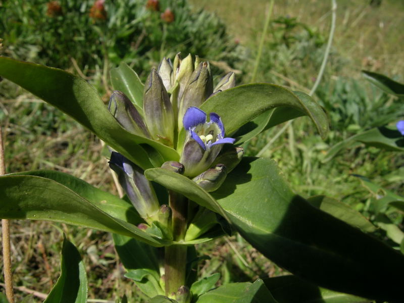 Vetan (AO) - Gentiana cruciata