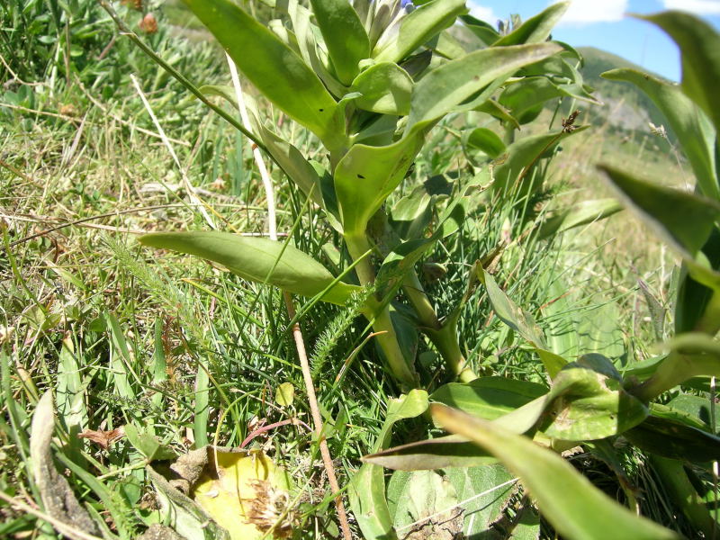 Vetan (AO) - Gentiana cruciata