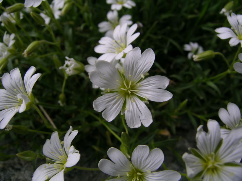 Da determminare: Alpe Angeloga - 5 - Cerastium sp.