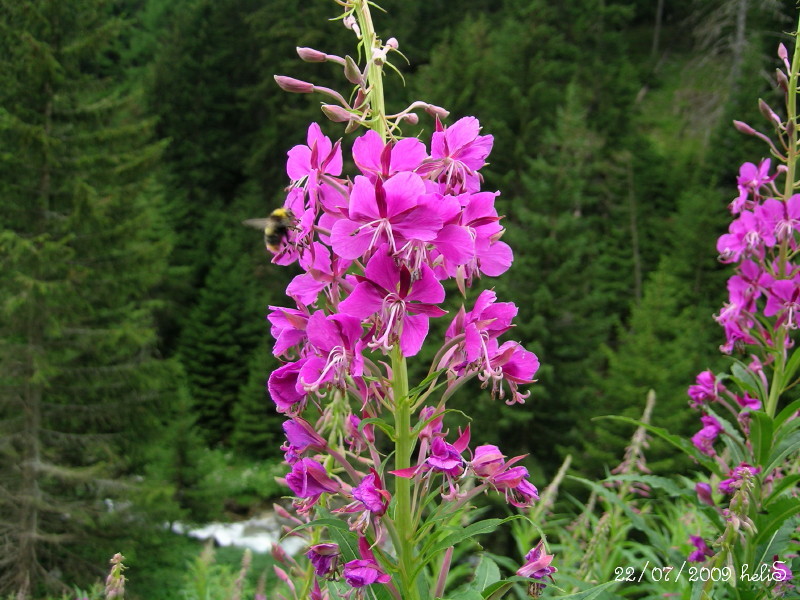 Chamaenerion angustifolium (=Epilobium angustifolium) / Garofanino maggiore
