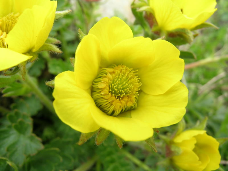 Pizzo Stella - Geum reptans