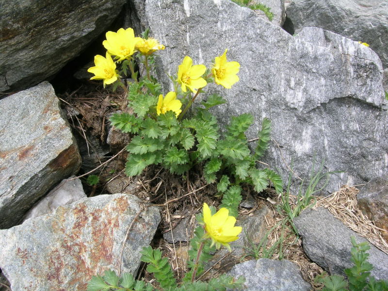 Pizzo Stella - Geum reptans