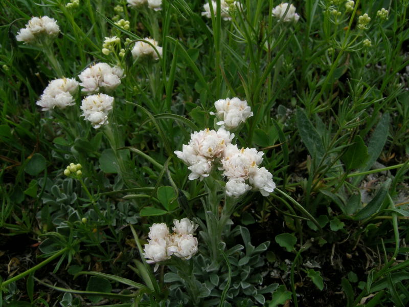 Alpe Angeloga - Antennaria dioica