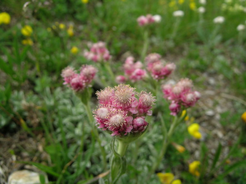 Alpe Angeloga  2 - Antennaria dioica