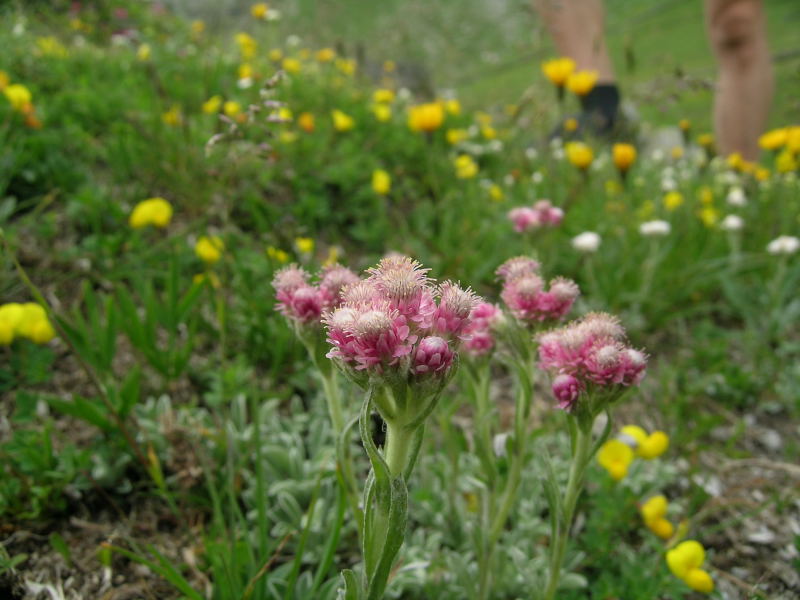 Alpe Angeloga  2 - Antennaria dioica