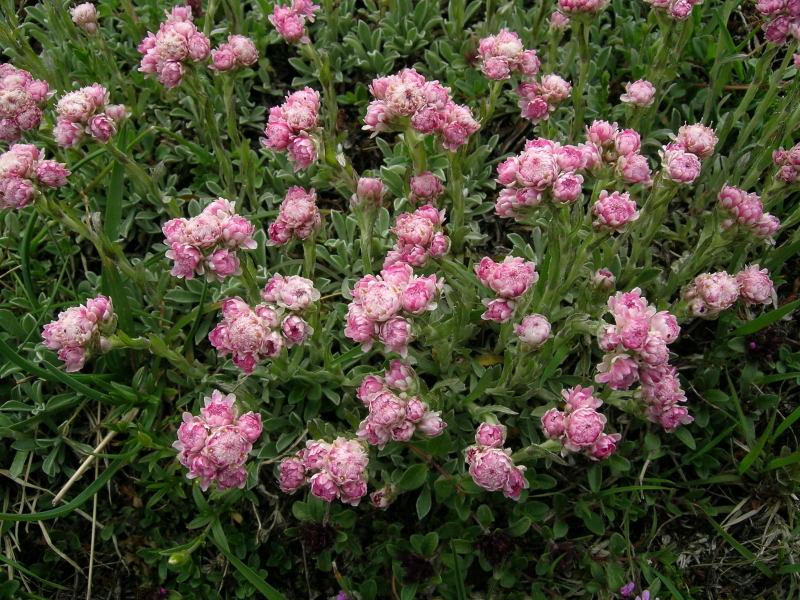 Alpe Angeloga  2 - Antennaria dioica
