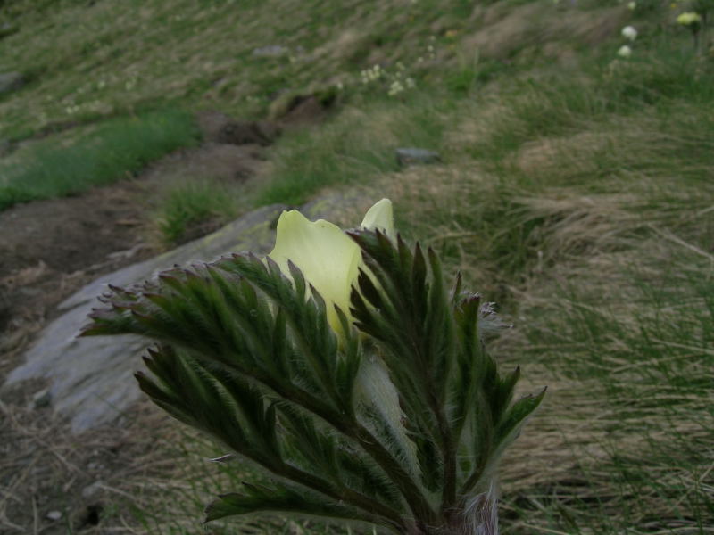 Zona Torgnon - Valtorurnenche - Pulsatilla alpina s.l.