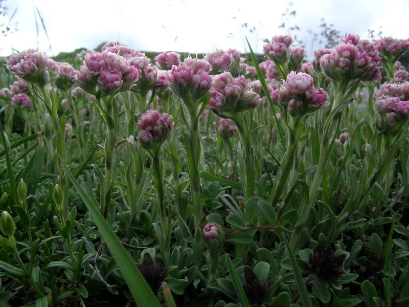 Alpe Angeloga  2 - Antennaria dioica