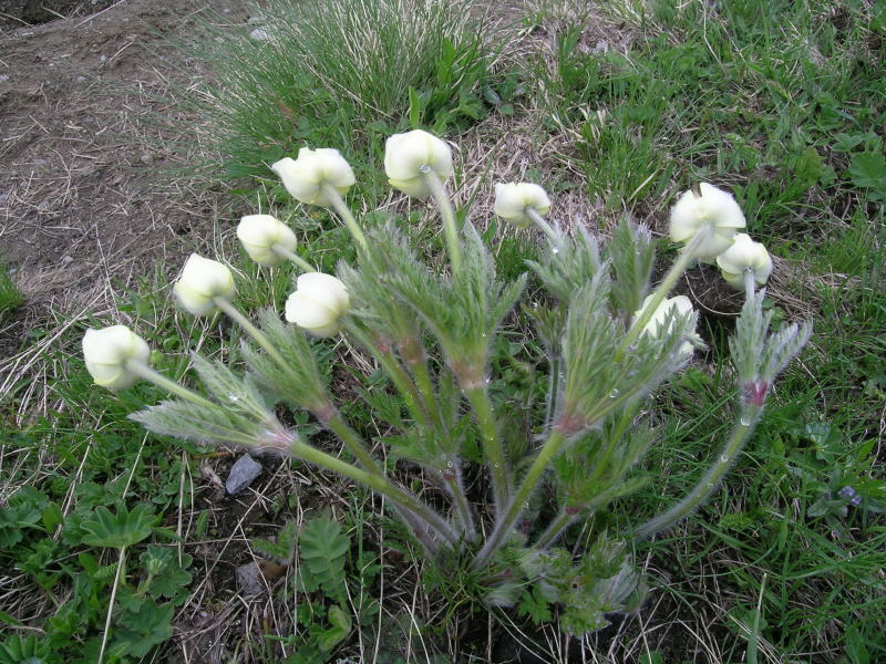 Zona Torgnon - Valtorurnenche - Pulsatilla alpina s.l.