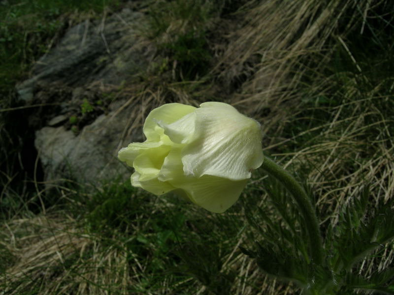 Zona Torgnon - Valtorurnenche - Pulsatilla alpina s.l.