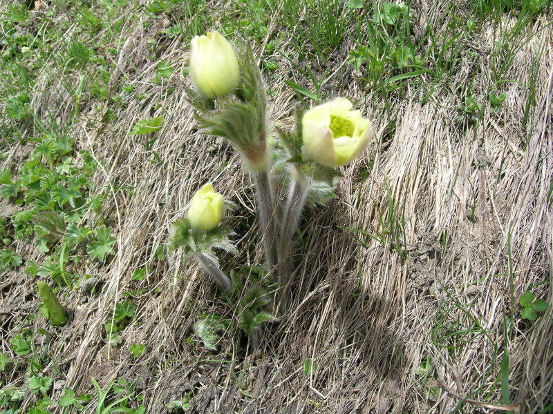 Zona Torgnon - Valtorurnenche - Pulsatilla alpina s.l.