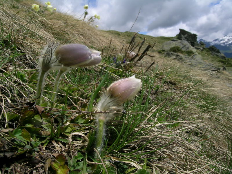 Zona Torgnon - Valtorurnenche - Pulsatilla alpina s.l.