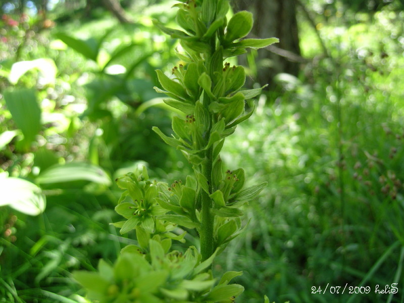 Veratrum album