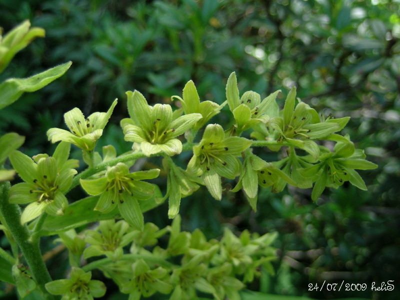 Veratrum album