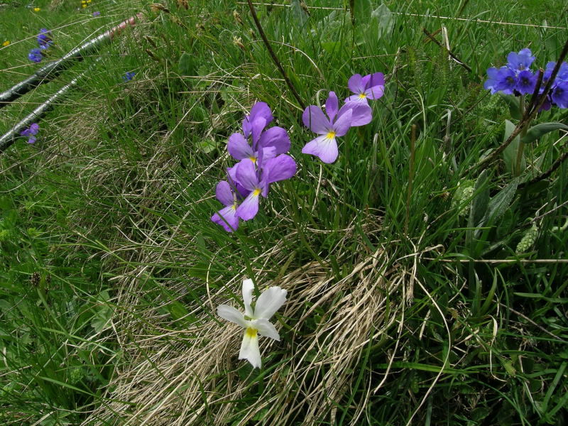 Da determinare - Valtorurnenche - 2 Viola 
