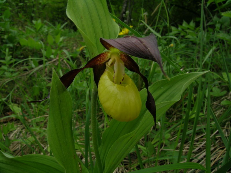 Cypripedium calceolus / Pianella della Madonna