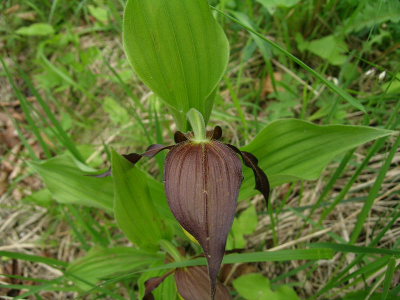 Cypripedium calceolus / Pianella della Madonna