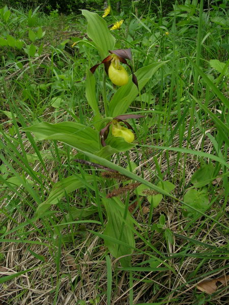 Cypripedium calceolus / Pianella della Madonna