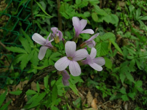 Cardamine bulbifera