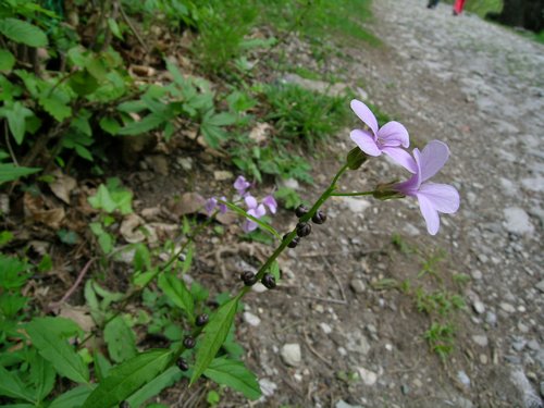 Cardamine bulbifera