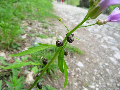 Cardamine bulbifera