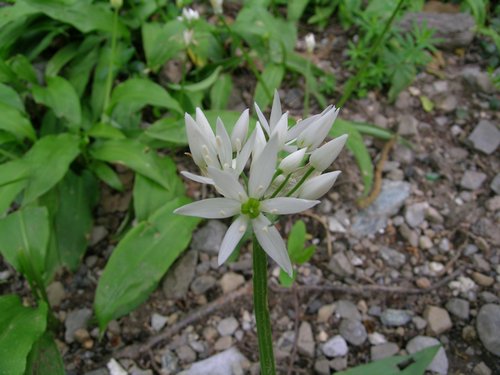 Allium ursinum / Aglio orsino