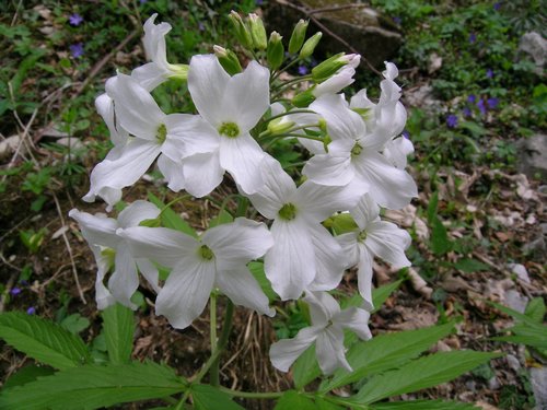 Terz''Alpe - Canzo - Arabis turrita e Cardamine heptaphylla