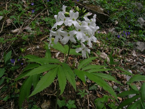 Terz''Alpe , Canzo - Cardamine heptaphylla