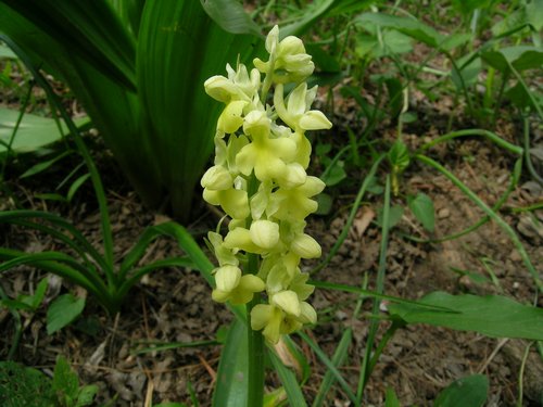 Orchis pallens - Terz''Alpe - Canzo
