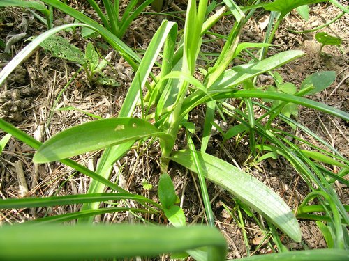 Orchis pallens - Terz''Alpe - Canzo