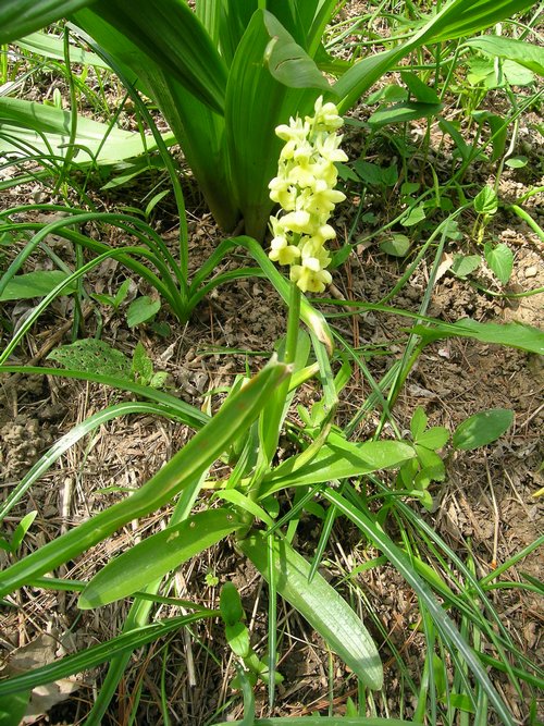 Orchis pallens - Terz''Alpe - Canzo