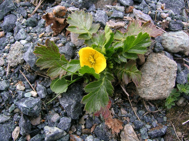 Valle di Gressoney - Geum reptans