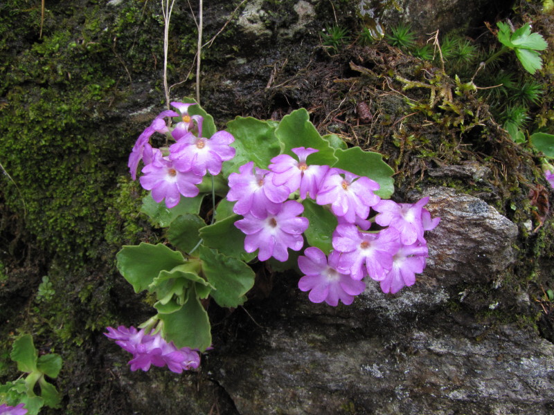 Da determinare: ancora primula - cfr.  Primula hirsuta