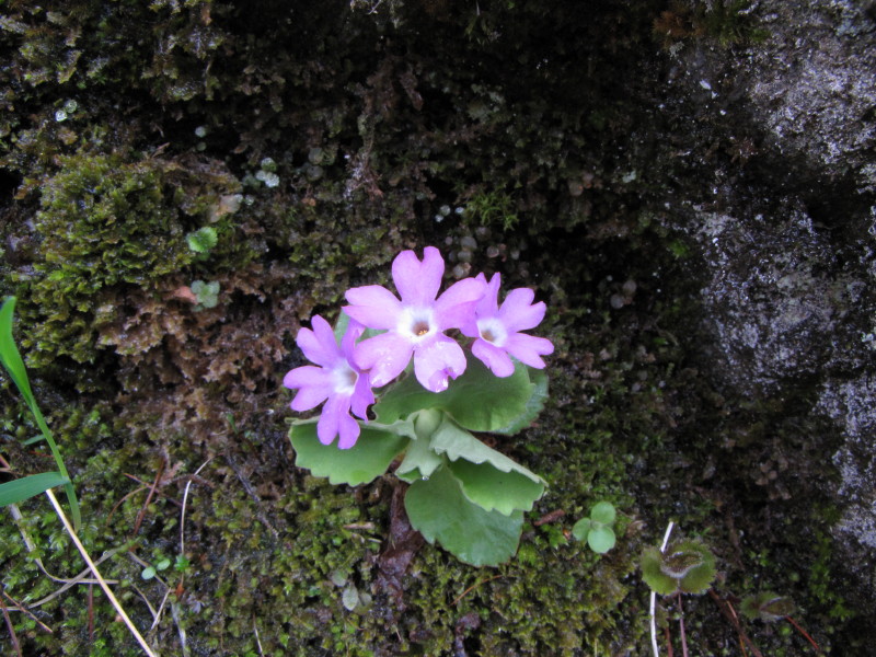 Da determinare: ancora primula - cfr.  Primula hirsuta
